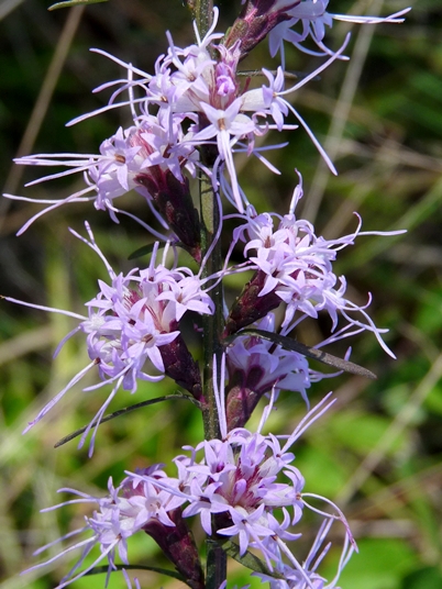 {Liatris virgata}